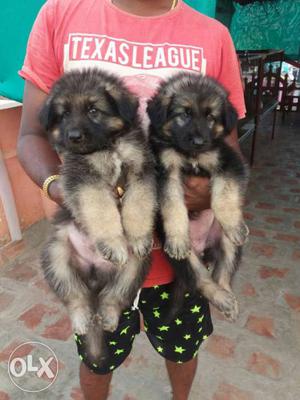 Double Bushcort German shepherd puppies avaliable