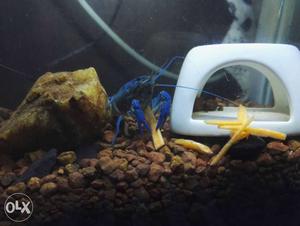 Electric Blue lobster with 1ft tank. includes