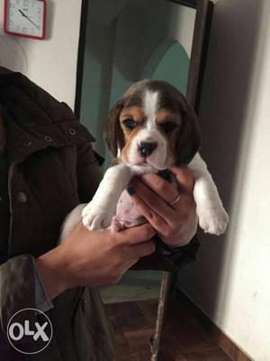 Excellent breed top quality beagle pups avalables