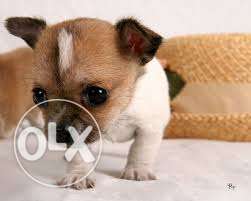 FRENCH KENNEL = Chihuahua puppies and all type dogs puppies