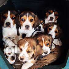 FRENCH KENNEL = Excellent breed top quality beagle pups