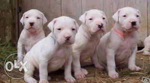 FRENCH KENNEL = dogo argentino puppies super show quality