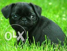 Fames effective and attractive super statar pug black female
