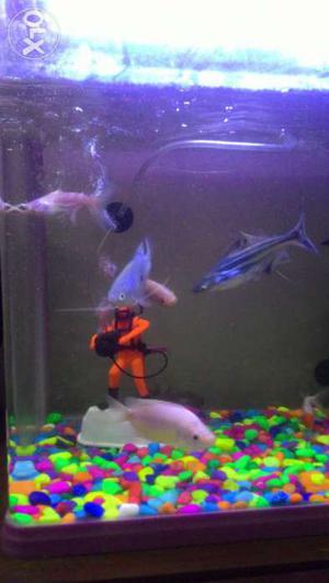 Fiber made fish tank for sale.