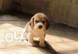 French kennel = beagle beautiful looking Puppies available