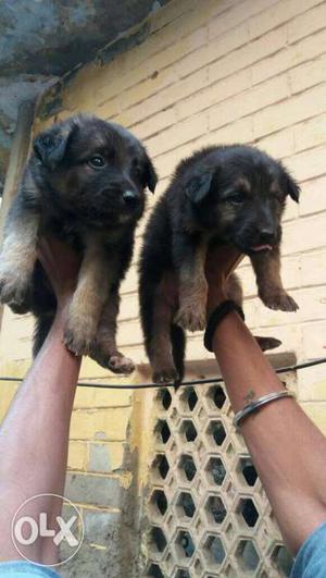 GERMAN SHEPHERD adorable Puppies available male