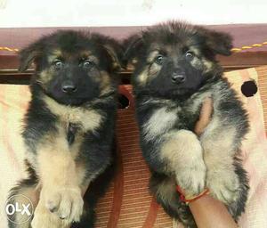 GERMAN SHEPHERD adorable punch face Puppies male