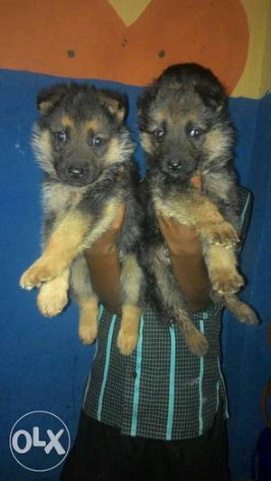 GERMAN SHEPHERD long coat puppies available male