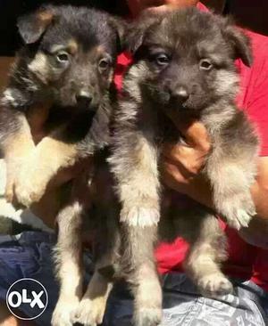 GERMAN SHEPHERD puppies available punch face