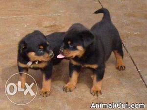 GLOBAL KENNEL:- champion rottwelier pups urgent sell with