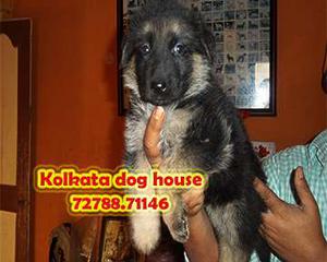 German Shepherd Pups For sell at Lowest price~