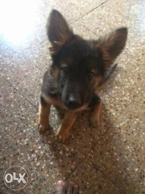 German shephard female pup with all vaccination