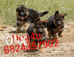 German shepherd Best quality puppies