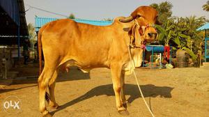 Gir cow my largest form at PUDUKKOTTAI