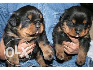 Global kennel:- rottwelier IMPORTED lineage sell with kci