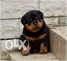 Global kennel:-rottwelier and siberian husky for sell male