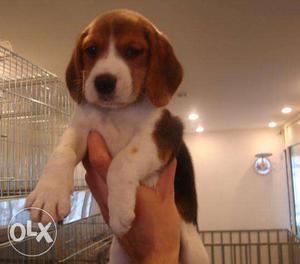 Global kennel:-superb rottwelier and beagle male pair