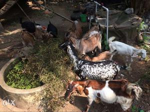 Goats In Kottayam