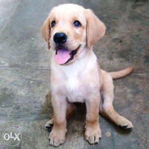 Gold Brown labrador male Puppy vaccinated for sale in