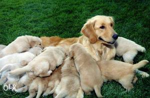 Golden Retriever And Puppies avable Litter