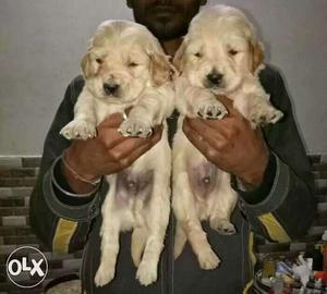 Golden retriever good looking Puppies available