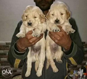 Golden retriever heavy and healthy puppies