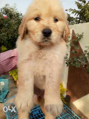 Golden retriever heavy and healthy puppies all