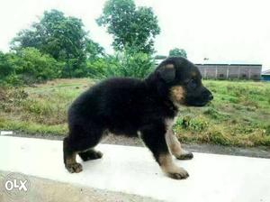 Gondiya:-- Large Breed's" All Puppeis Pets Park"