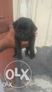Good Offer Offer Vodafone Pug Black Female Very Active Pup