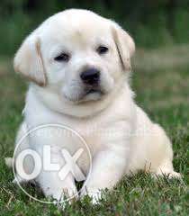 Good looking & quality pure all breed with paper available