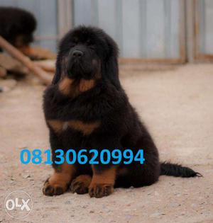 Good quality Tibetan mastiff very pup's available in Active
