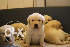 Gorgeous labrador & Rottweiler & great dean && all type dog