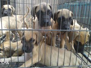 Great Dane Dog Puppies Available for Sell At Indian Dog