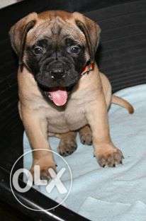 Happy kennel BULL mastiff puppy best super imported male