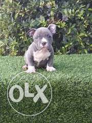 Happy kennel in Best healthy beautiful Pit bull puppies male