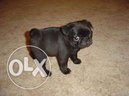 Healthy Vodafone black female puppy with papers call us
