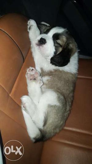Heavy bone Saint bernard puppy for sale available