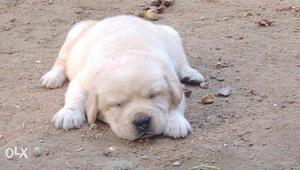 High quality lab puppies,heavy blood line,male &