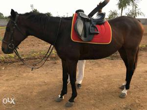 Horse for sell good in ridding and very good in