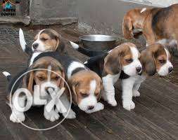 Humanity kennel:-ATRACTIVE tibetan mastiff beagle male pup