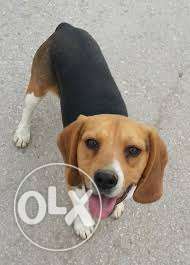 Humanity kennel:-BULL mastiff beagle so healthy pup dog sell