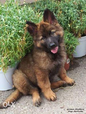 Humanity kennel:-TIBETAN mastiff gsd imported quality with
