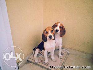 Humanity kennel:-VERY gud outstanding beagle male sell ur