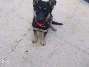 Humanity kennel:-**german sheferd black n ten COLOR pup for