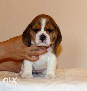 Humanity kennel:-rottwelier; beagle; male  super gud
