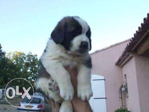 Humanity kennel:-st bernard FEMALE urgent sell with kci