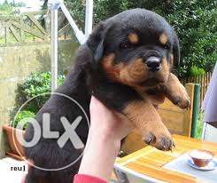 Humanity kennel:-standerd QUALITY rottwelier male pure bride