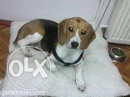 Humanity kennel:-tri COLOR beagle st bernard pup dog