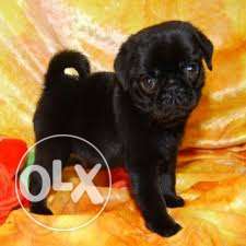I have (Dogs) sweet n SAle. cute Pug FEmale puppy Deal