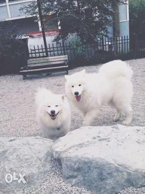 I need pomrenian dog for  high breed oly